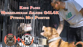 KING FLOKI MENAKLUKKAN ANJING GALAK PENGHUNI EMPANG ‼