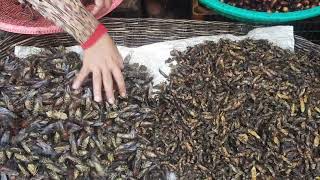 EDIBLE INSECTS: A Mixed Bag RAW & READY
