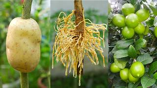 🌿Several ideas for propagating lemon trees, Best method of propagate lemon trees using some material