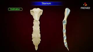 Sternum Anatomy Osteology Animation - Parts Location Attachments And Clinical Correlation