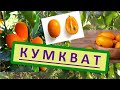 Всё о Кумквате - Кинкане. Как вырастить Кумкват в домашних условиях