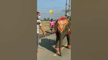 funny eliphant dance cutely #shorts #funny #cute #dance #eliphant #funnyvideo #funnyshorts #fun