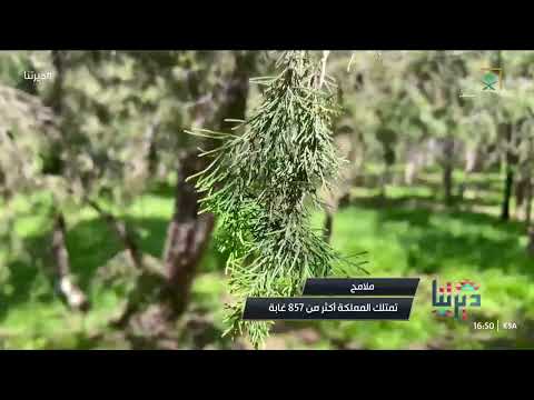 غابة رغدان دليل للتنوع البيئي في المملكة