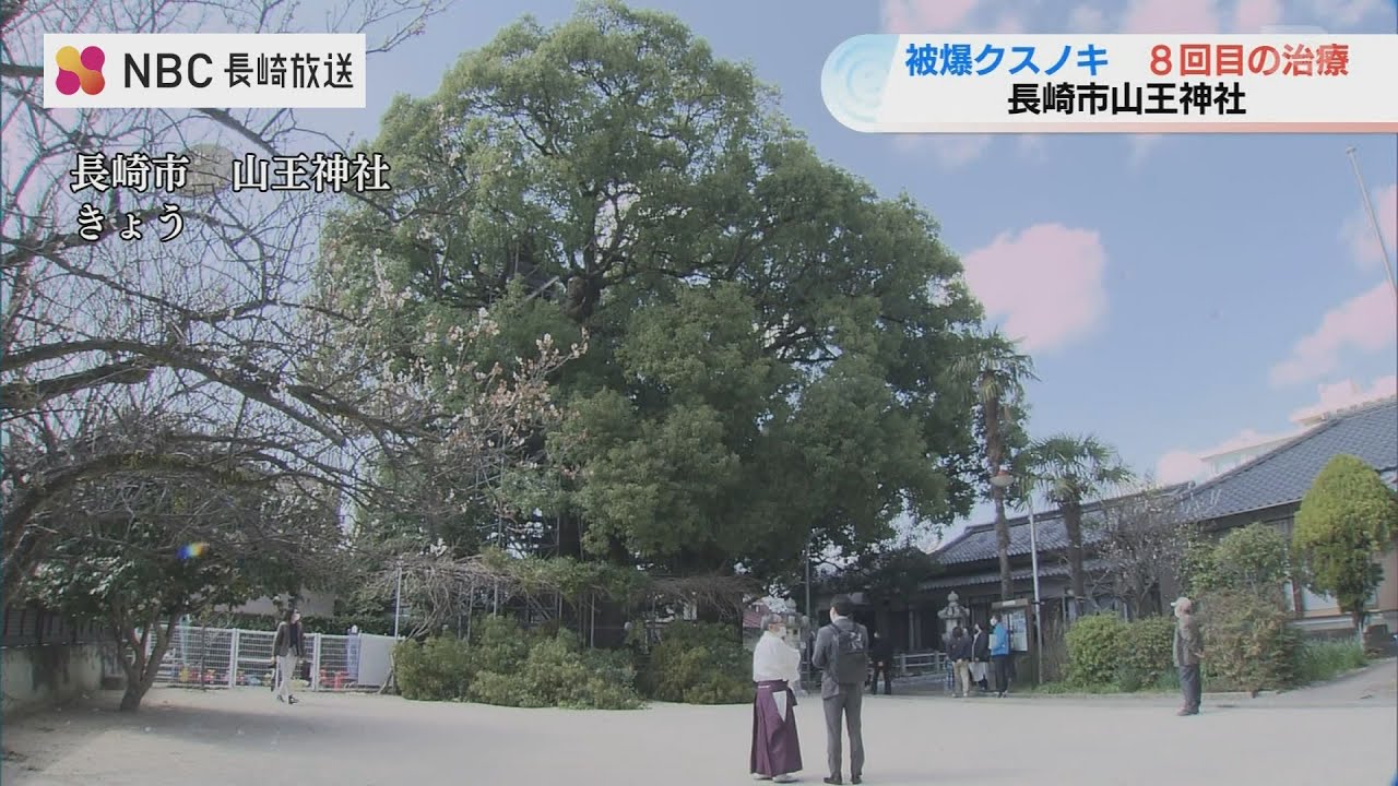 “非常にいい樹勢” 福山雅治さんの歌でも知られる樹齢600年の被爆クスノキを治療 “非常にいい樹勢” 福山雅治さんの歌でも知られる樹齢600年の被爆クスノキを治療