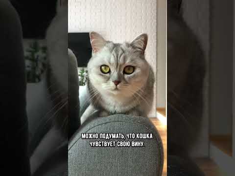 Как кошки извиняются #коты #кот #shorts