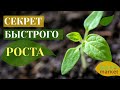 Как ускорить рост растений? Секрет использования коры. | Микориза. | Владимир Разумовский