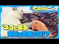 【猫の寝床】人が一緒に猫と寝ると?大学生が研究論文を発表