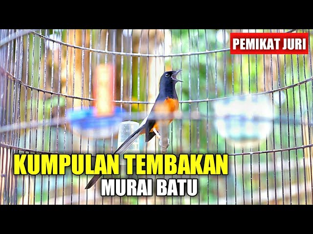 MURAI BATU GACOR FULL ISIAN TEMBAKAN !! KOMPILASI MASTERAN MURAI BATU class=