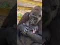 #JasonDeruloTV // Gorilla Momma And Her Baby 🦍🥹 IG @zookeeper_chad