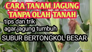 CARA TANAM JAGUNG TANPA OLAH TANAH AGAR HASIL MAKSIMAL