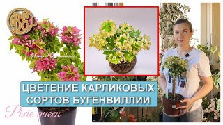 видео: Все об уходе за карликовыми сортами бугенвиллии (сорта pixie) картинка: Все об уходе за карликовыми сортами бугенвиллии (сорта pixie)