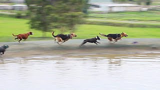 German Shepherds Race Around the Dam screenshot 1
