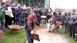 A pisa da castaña en Purdeus - 2024