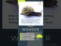 Amazing Snails: Super Sensors with 4 noses? #shorts #snails #funfacts #nature #animals #superpowers