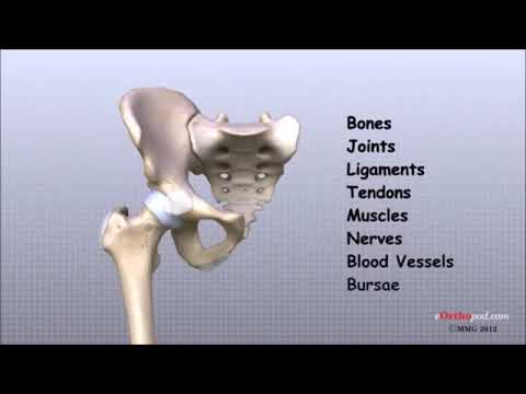 C9【髖關節之構造】【all】Hip Anatomy Animated Tutorial   abbreviated