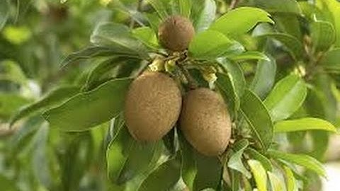 The Sapodilla Fruit Tree - An Outstanding Tropical Fruit Super Star