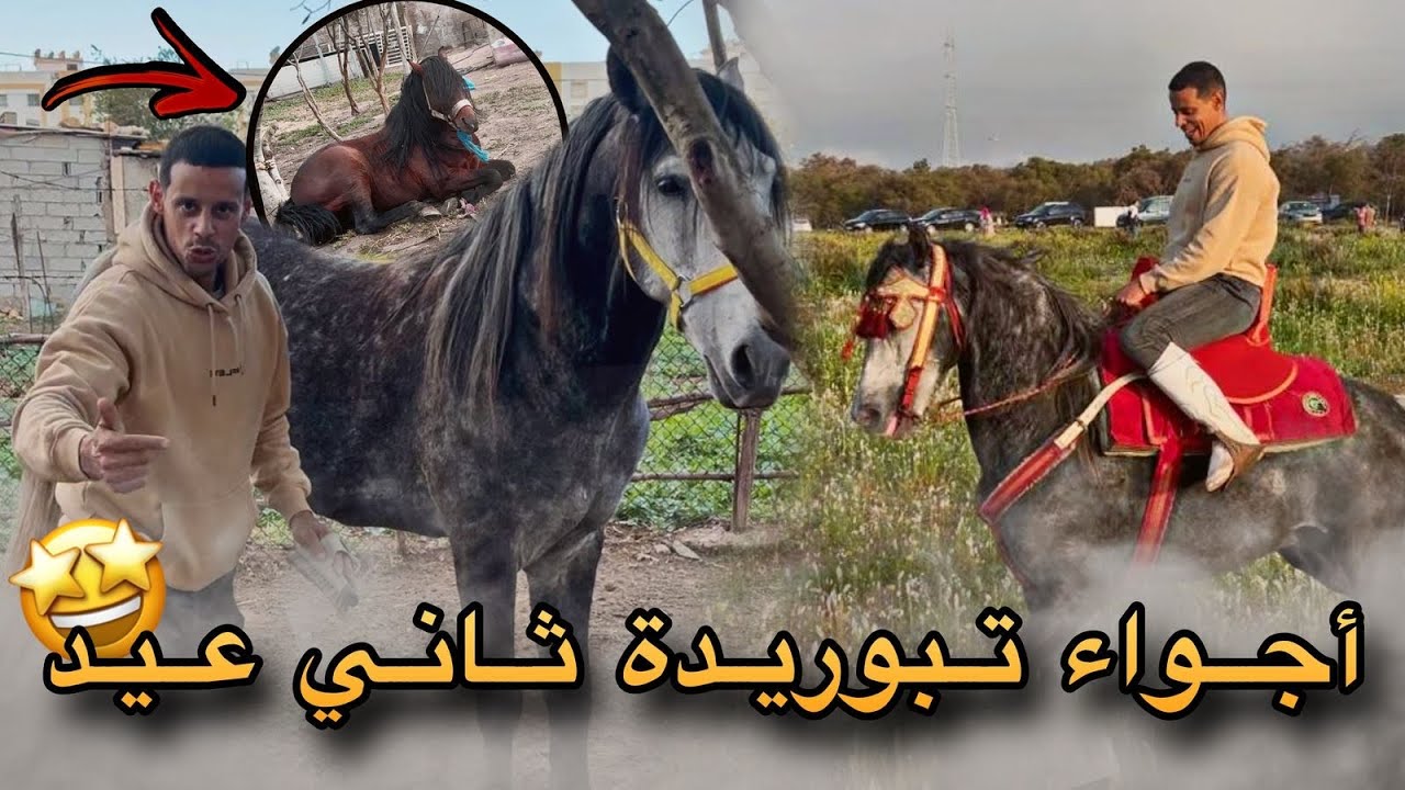 تبوريدة أجواء العيد مع الفحل شفاء