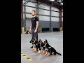 Smart German shepherd k9 puppies being trained for marines #k9 #germanshepherd #puppy #dog #fyp