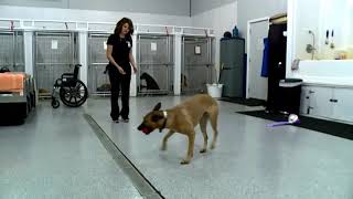 Asthma Alert Service Dogs