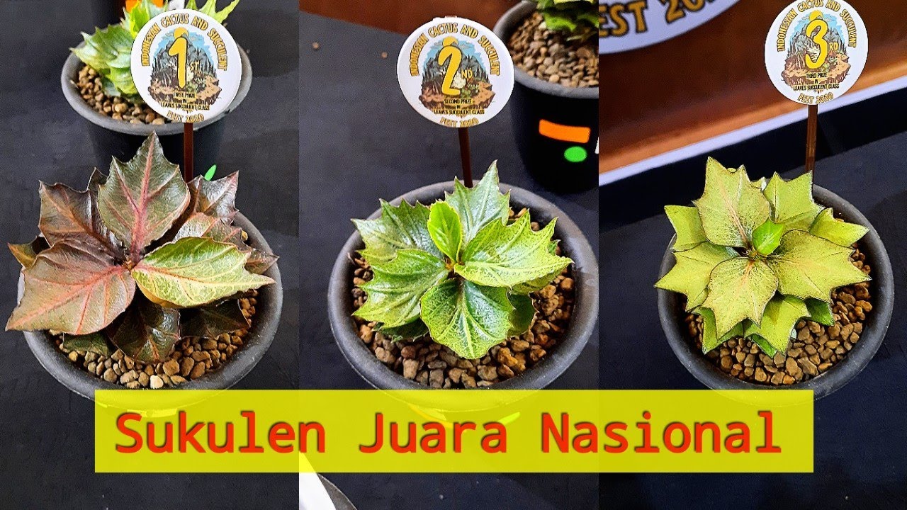 Mengenal Daun Cantik Maple, sukulen Euphorbia francoisii