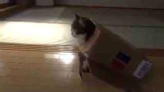 Кошки очень любят коробки Прикольные! Кошки очень любят коробки Прикольные!