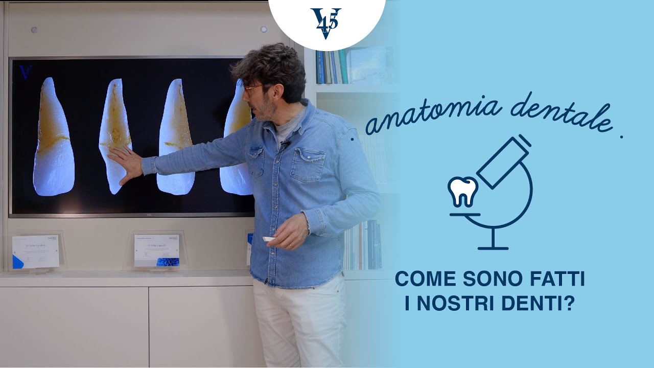Anatomia dentale: come sono fatti i nostri denti?