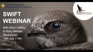 Birds Connect Swift Webinar - 14th July 2021 by BirdWatchIreland 851 views 2 years ago 1 hour, 7 minutes