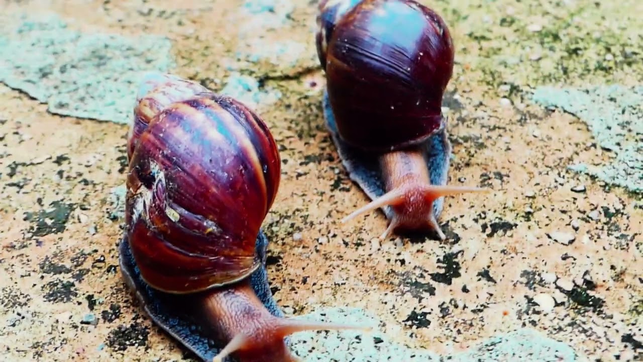 The Secret Life of Snails 🐌 | Fascinating Nature Documentary