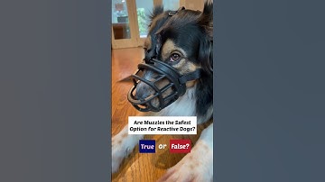 Muzzles for dogs are not the safest option