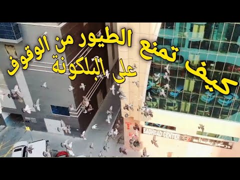 فيديو: هل الأجراس تخيف الطيور؟