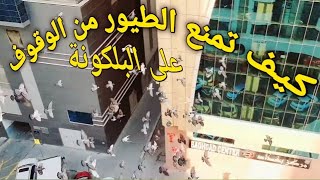 من بعد اليوم لن توقف الطيور والحمام على البلكونة عندك