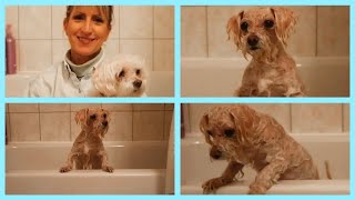 Medicated Shampoo for DOGS | HOW TO USE IT and keep the dog in the tub!
