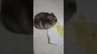Download Lagu Inong makan bihunnya lahap banget 🐹😊 MP3 Download Lagu Inong makan bihunnya lahap banget 🐹😊 MP3