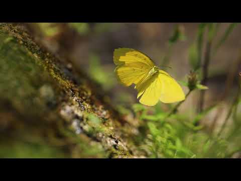 Explore Silent Valley National Park