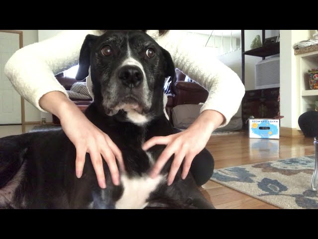a memorial for Mac (ASMR dog massage)