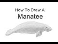 How to Draw a Manatee