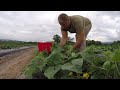 DO VEGETABLE FARMERS HAND PICK EVERYTHING?