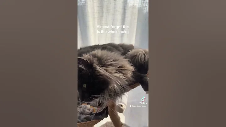 Video 9073971: sphynx cats catlovers, catlife sphynx, sphynx funny catlover