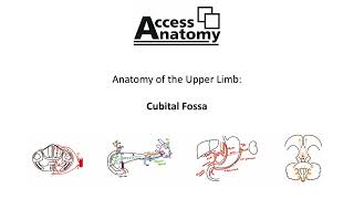 Anatomy of the Upper Limb 6 - Cubital Fossa