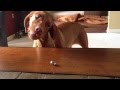 Cute dog video of the day: Vizsla vs. ring