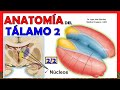 🥇 Anatomía del TÁLAMO 2/2. (Núcleos) ¡Explicación Sencilla!