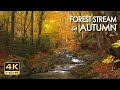 Forest Stream in Autumn - Relaxing River Sounds -   Creek Flowing in Woods - Sleep / Study - 4K HDR