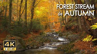 4K HDR - Forest Stream in Autumn - Relaxing River Sounds -   Creek Flowing in Woods - Sleep / Study