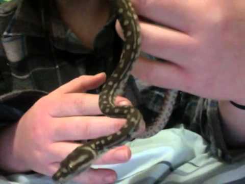 baby bredli python