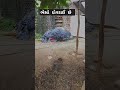 ભેંસો દોવરાઈ છે #short #gujarati #ગુજરાત#nature #gujarati trekkar #youtubeshorts #youtubeshort