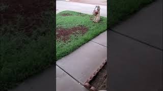 Review Scotts EZ Seed Patch Repair Bermuda Grass 2021