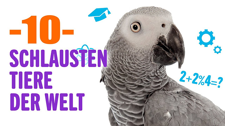 10 Schlausten tiere der welt | Tierwelt