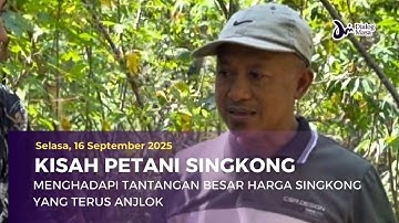 Kisah Petani Singkong Menghadapi Tantangan Besar Harga Singkong Yang Terus Anjlok