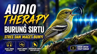 Audio Terapi Burung Sirtu Macet Bunyi, Langsung Nyaut dan Gacor Lagi!