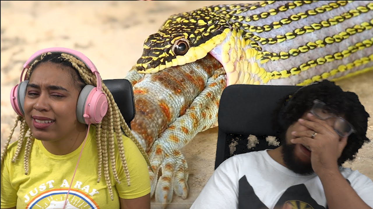 Snake Tier List | The Tier Zoo